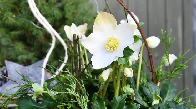 Helleborus mit Zapfen