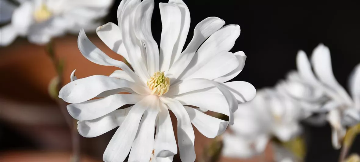 Magnolia stellata_GrueneKugel.JPG