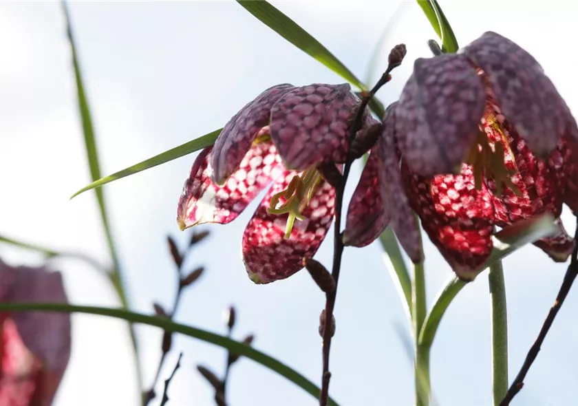 FritillariaMeleagris_GrueneKugel_Maerz2008_QuerGegenSonne.JPG